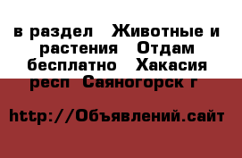  в раздел : Животные и растения » Отдам бесплатно . Хакасия респ.,Саяногорск г.